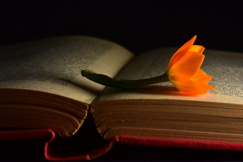 Books - flowers for the mind by jayberg