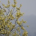 Goat Willow by roachling