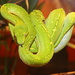Green Tree Python by terryliv