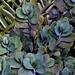 Water Drops On Succulents ~ by happysnaps