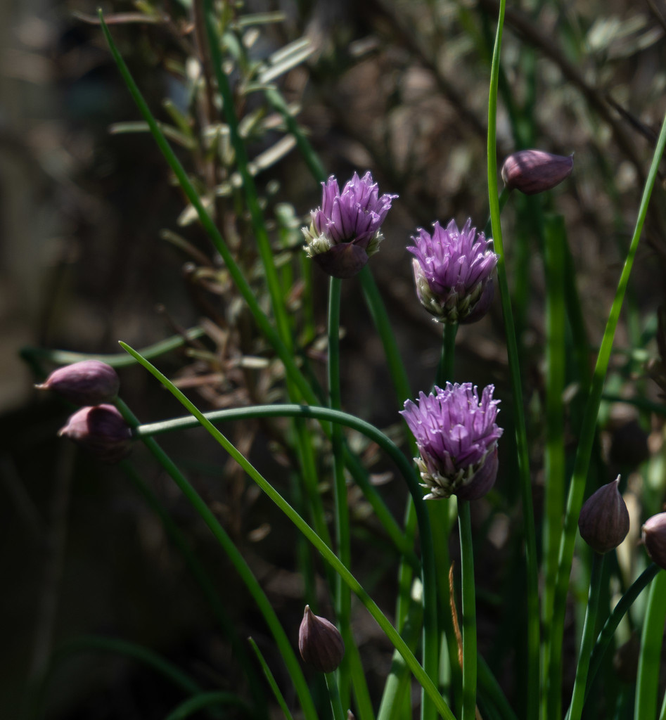 Chives by randystreat