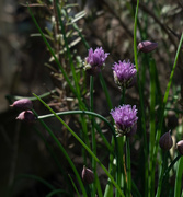 11th Apr 2018 - Chives