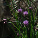 Chives by randystreat