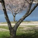 Cherry trees in bloom by tunia