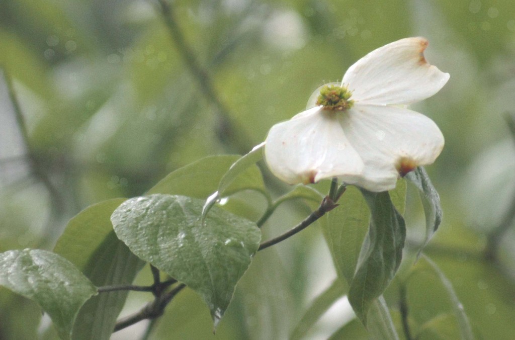 dogwoods in the rain by dmdfday