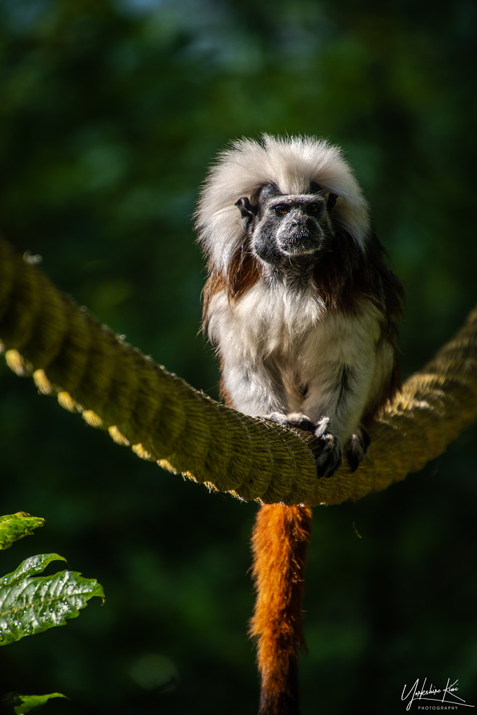 Tamarin monkey by yorkshirekiwi