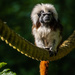 Tamarin monkey by yorkshirekiwi