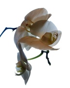 11th Apr 2018 - April 11: Orchid
