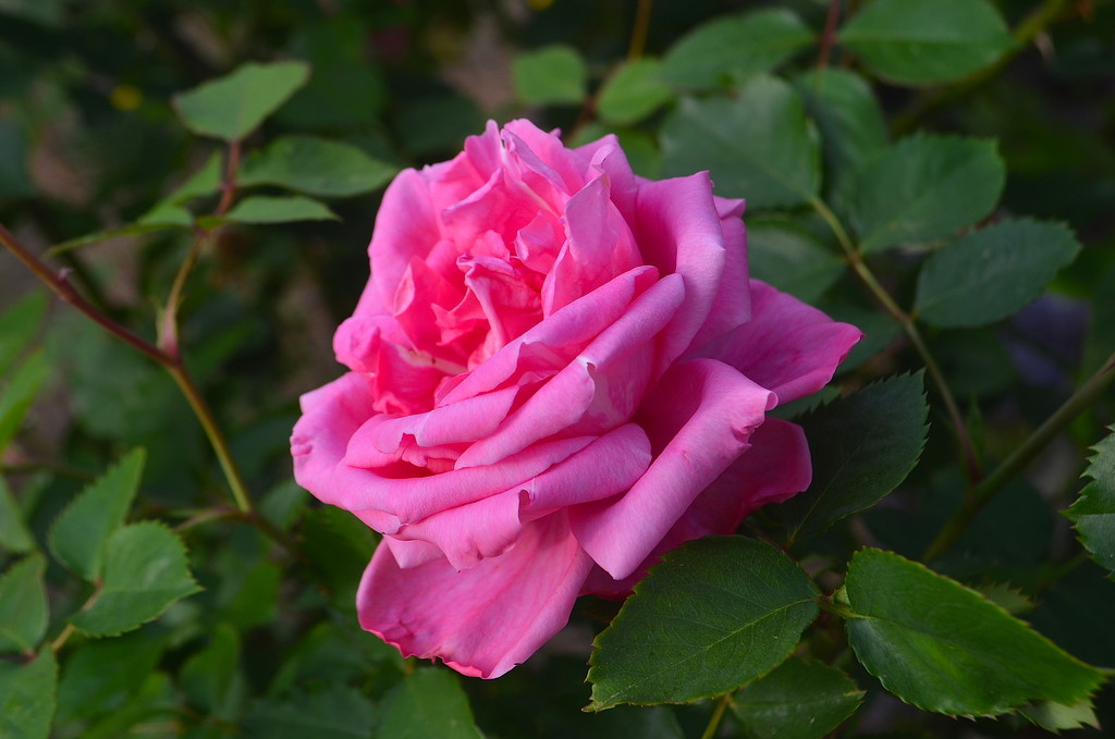 Rose, Hampton Park, Charleston, SC by congaree