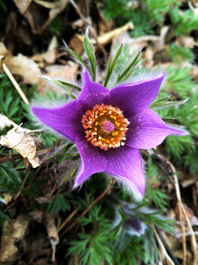 Pasque flower by sandlily