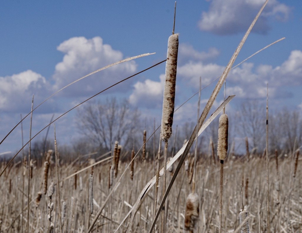 cattails by amyk