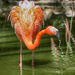 American Flamingo by pdulis