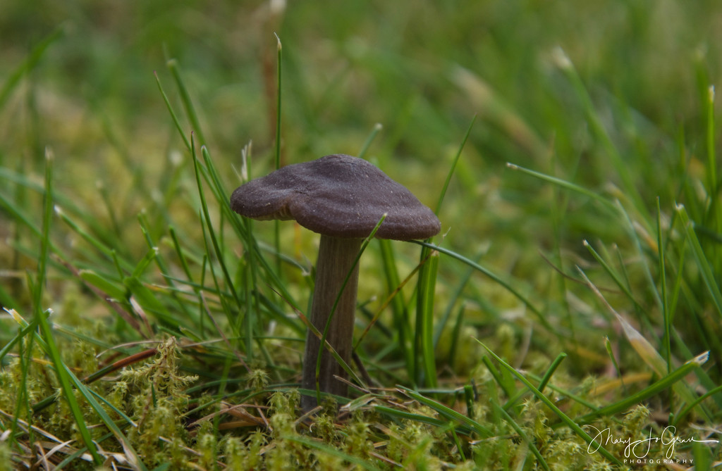 ~Mushroom~ by crowfan