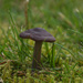 ~Mushroom~ by crowfan