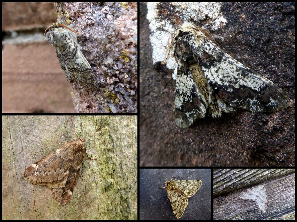 Garden Moths 1 by steveandkerry