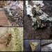 Garden Moths 1 by steveandkerry