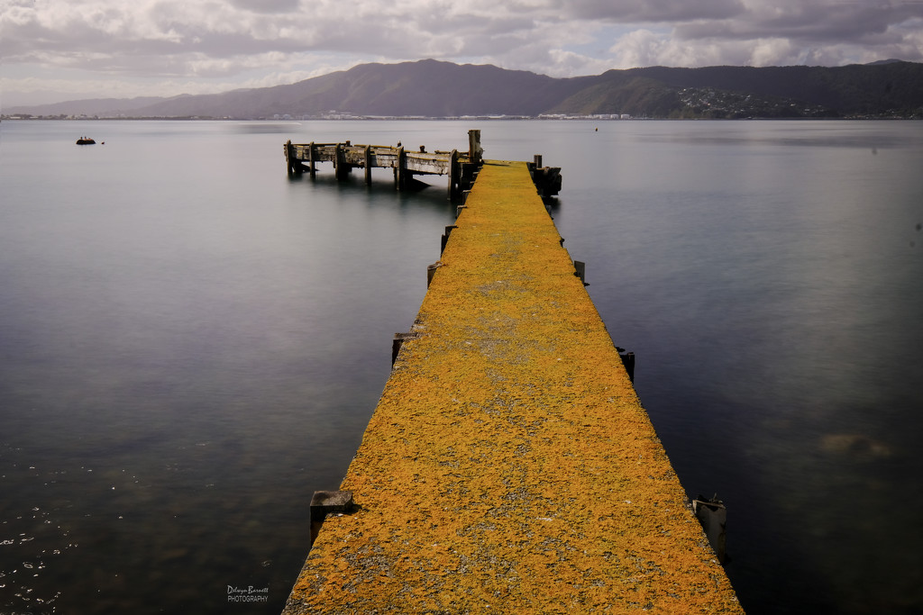 Yellow lichen on a pier by dkbarnett