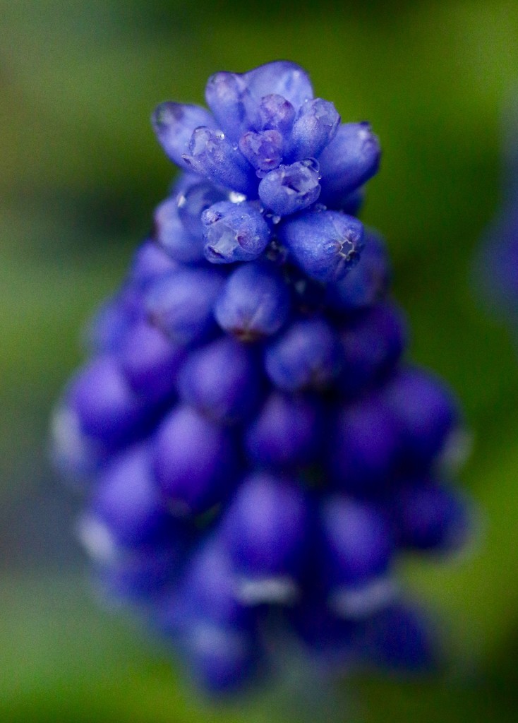 Seriously wet grape hyacinth by orchid99