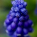 Seriously wet grape hyacinth by orchid99