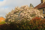 12th Apr 2018 - More Magnificent Magnolias