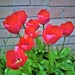 Tulips  by beryl