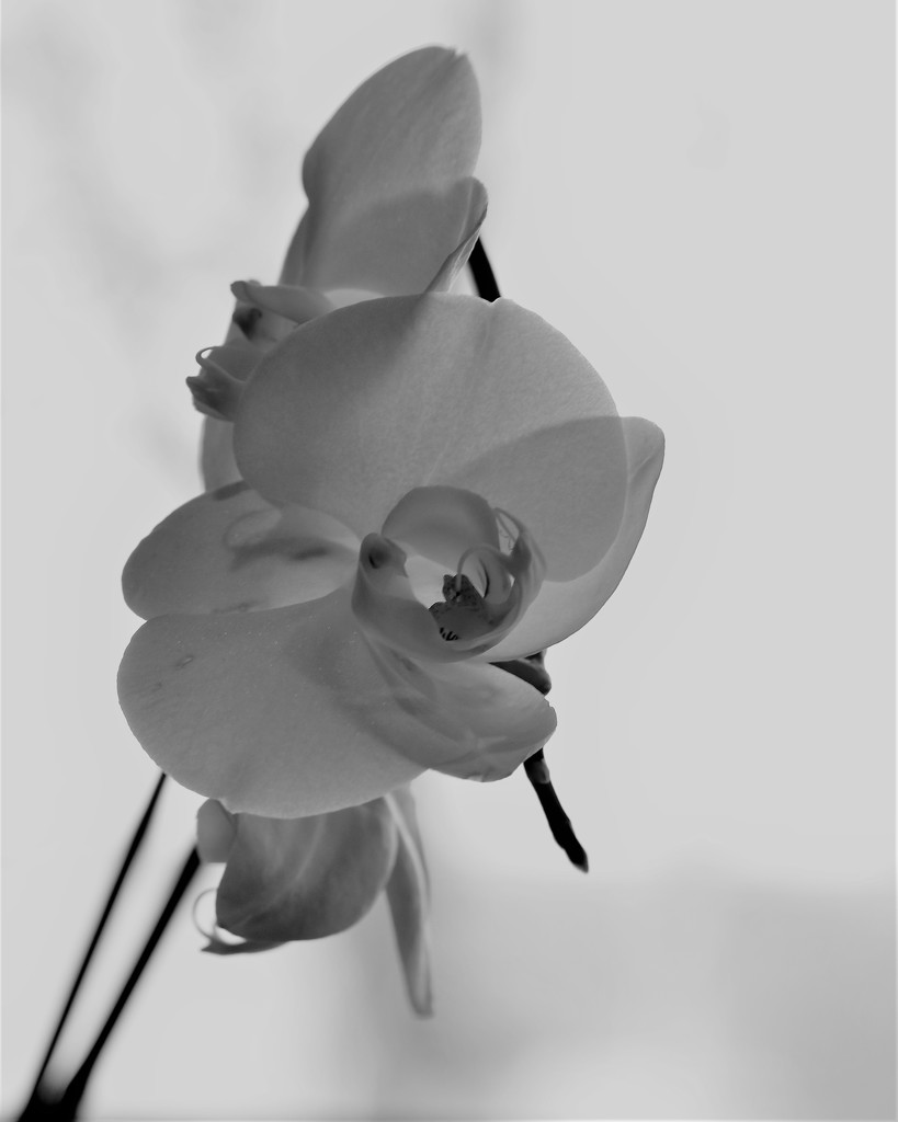April 12: orchid by daisymiller
