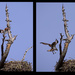 Osprey Pair Collage by jgpittenger