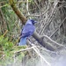 Jackdaw in a Fir Tree by susiemc