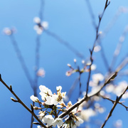 11th Apr 2018 - Cherry Blossoms & Blue Skies