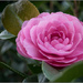 Camellia by nzkites