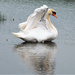 Dirty swan! by bigmxx