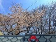 1st Apr 2018 - Cherry blossoms and Japanese art. 