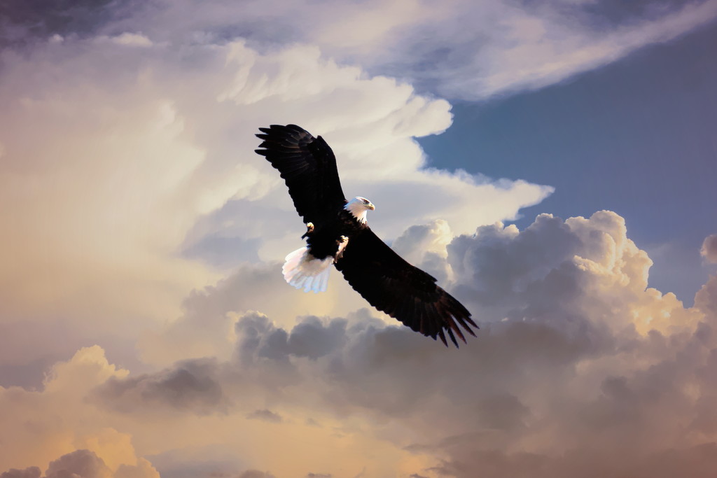 Soaring Eagle by randy23
