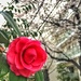 Red camellia by cocobella