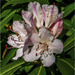 Pink Rhododendron by pcoulson