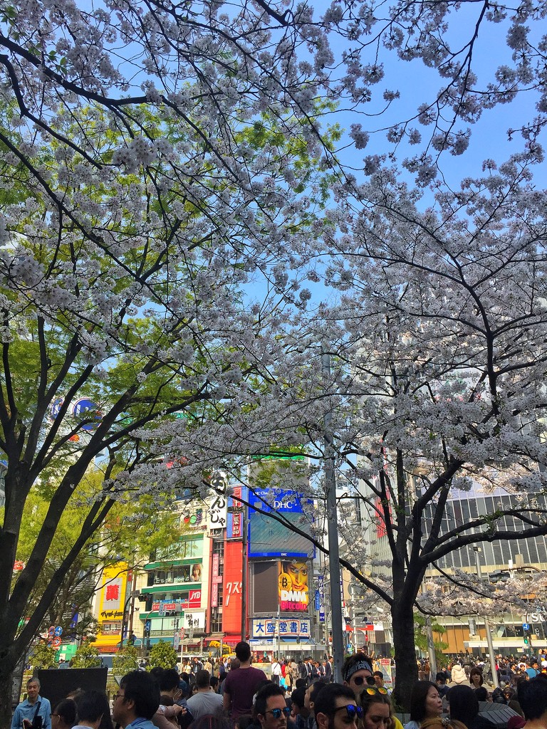 Cherry trees in Shibuya. by cocobella