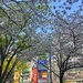 Cherry trees in Shibuya. by cocobella