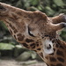 Giraffe by jacqbb