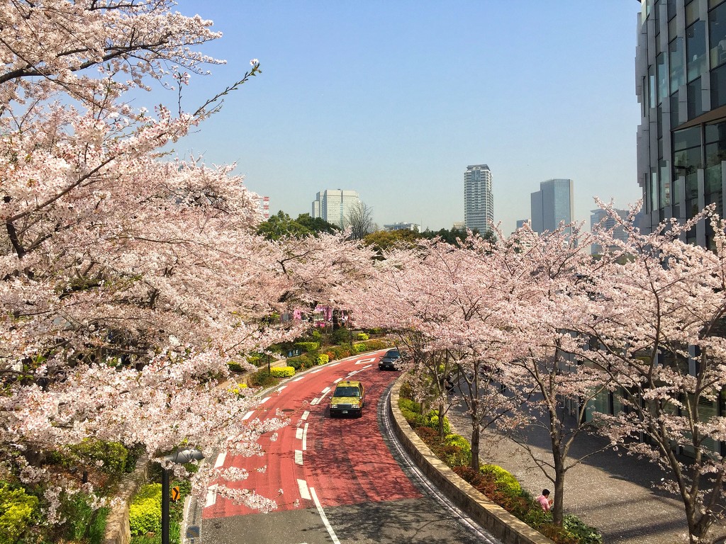 The prettiest road in Tokyo. by cocobella