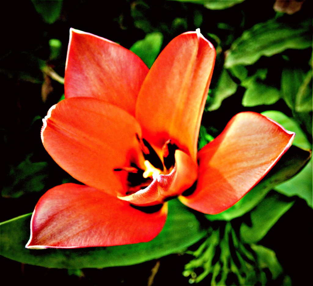 Tulip  by beryl