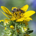 Buds, Bloom and Bee by gaylewood
