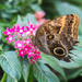 Giant Owl Butterfly by rminer
