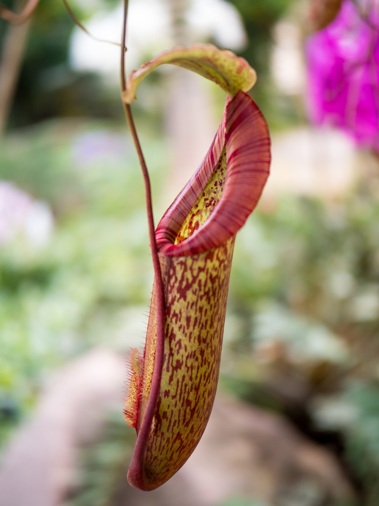 Pitcher Plant by rminer
