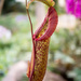 Pitcher Plant by rminer