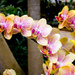 Peach Orchids Landscape by rminer