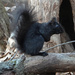 Black Squirrel by annepann