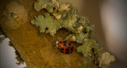 12th Apr 2018 - Lichen and Lady Bug!