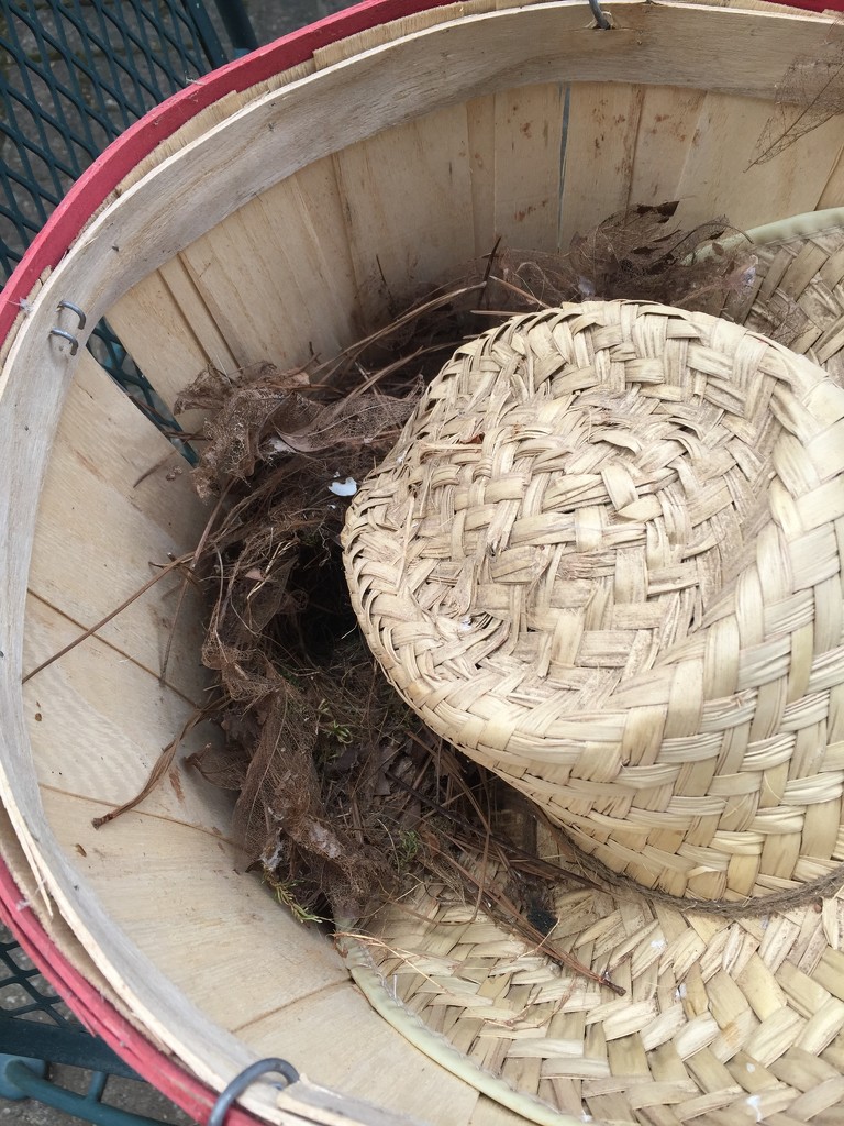 Discovered a bird's nest by margonaut