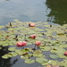 Lily Pads by mariaostrowski