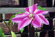 12th Apr 2018 - First Clematis